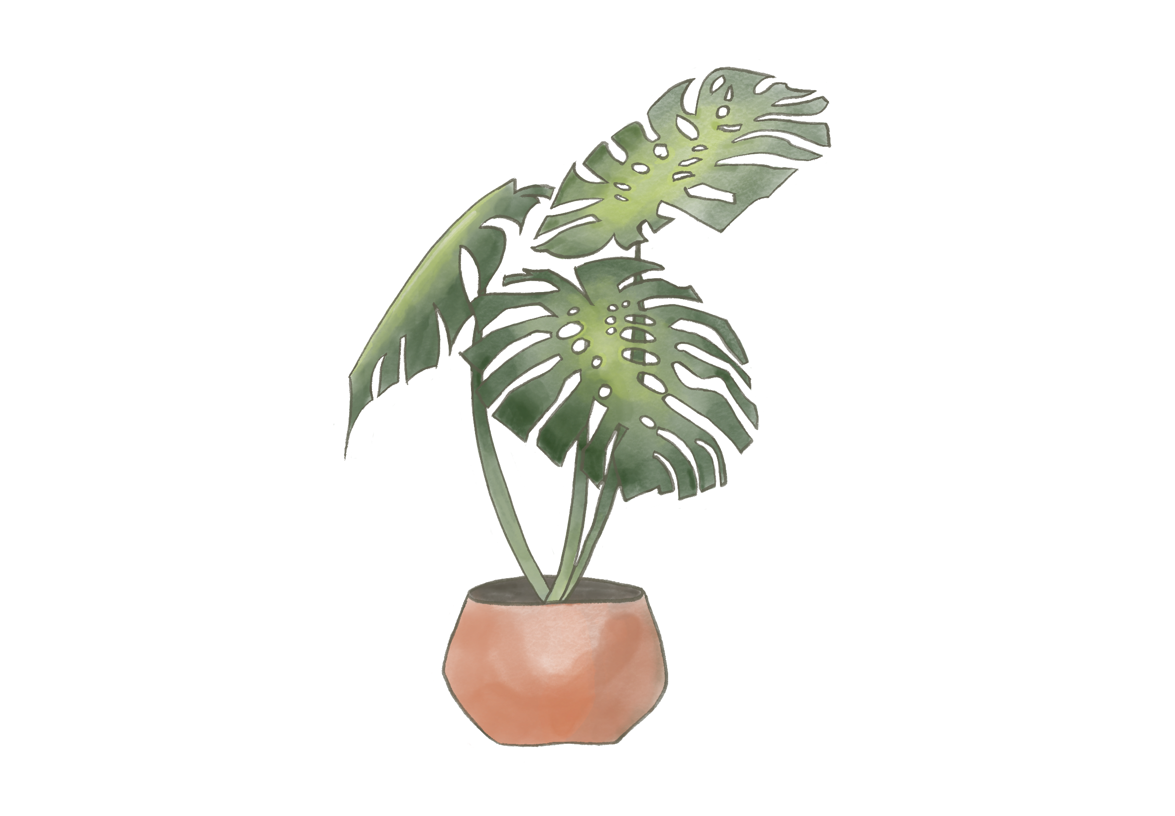 Une plante